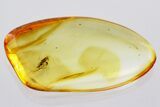 Detailed Fossil Dance Fly (Hybotidae) In Baltic Amber #372556-1
